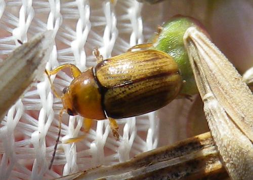 Réf. 239 889 : Cryptocephalus pusillus
